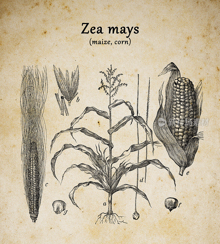 植物学植物仿古雕刻插图:玉米(Maize, corn)